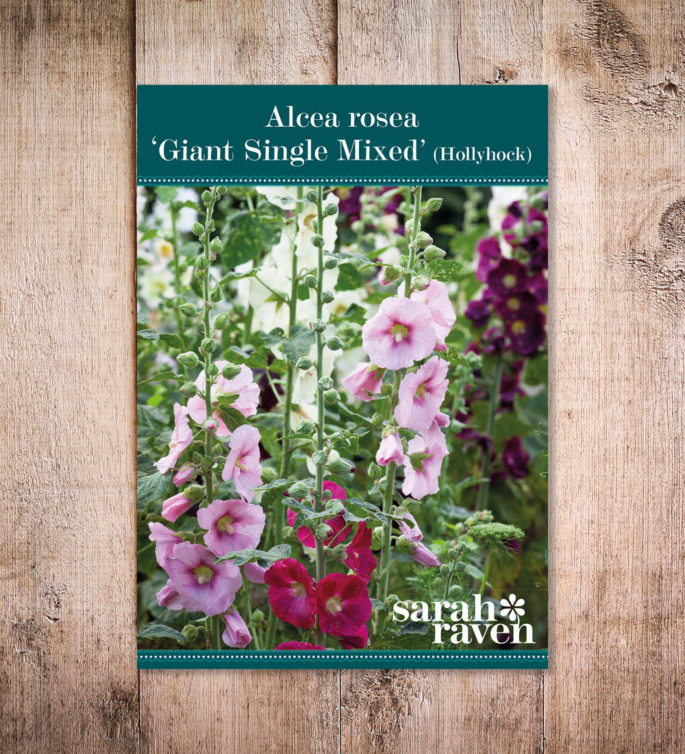 Alcea rosea 'Giant Single Mixed'