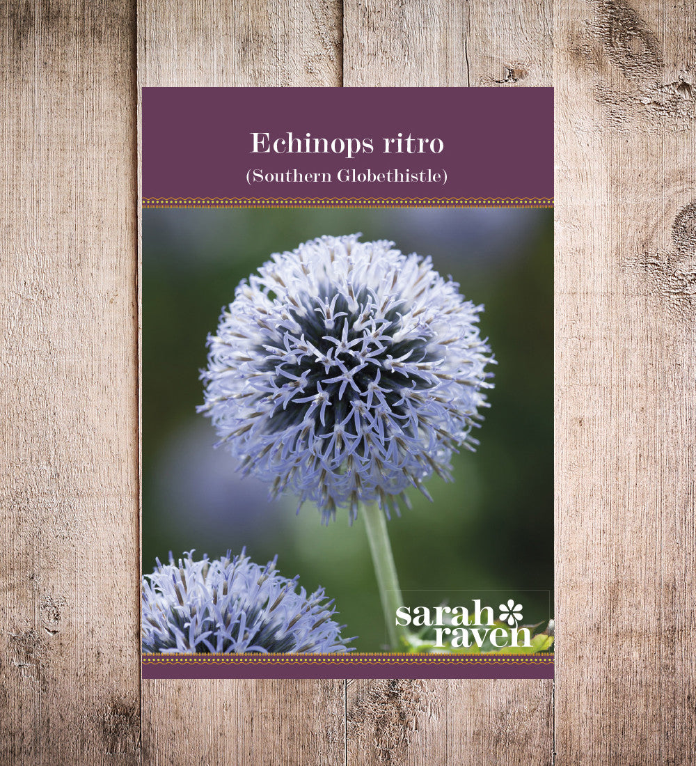 Echinops ritro
