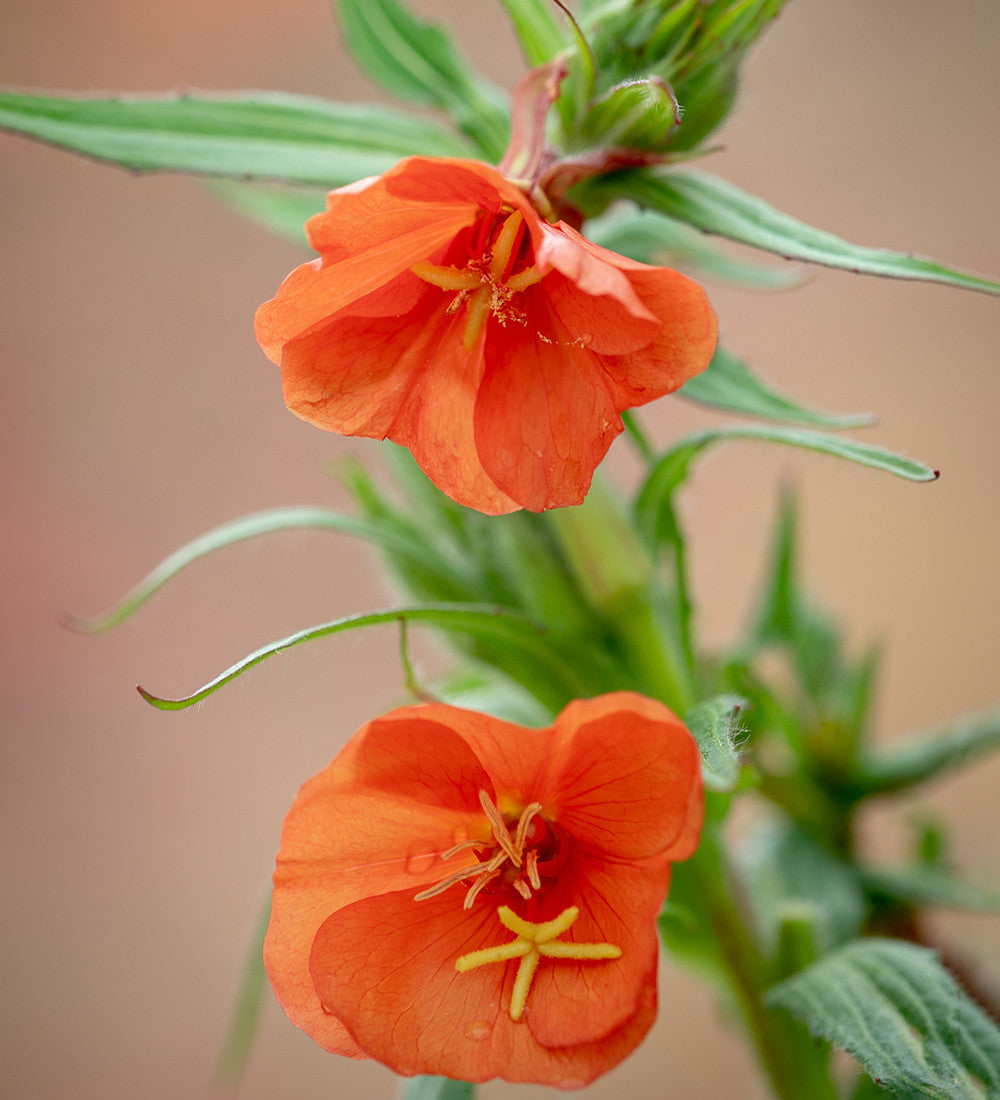 Oenothera versicolor 'Sunset Boulevard'