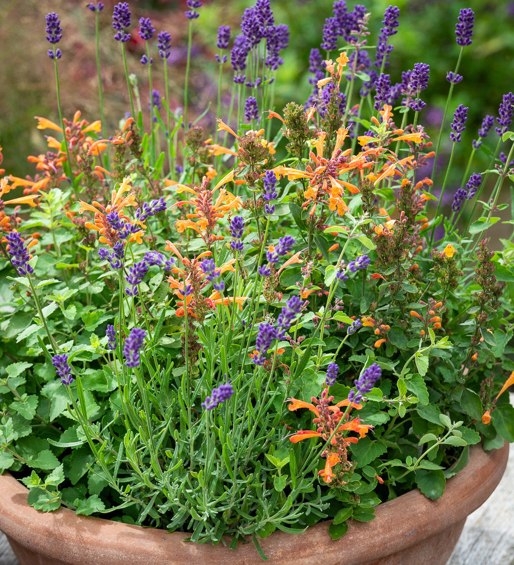 Agastache ‘Sandstone’ (Arizona series)