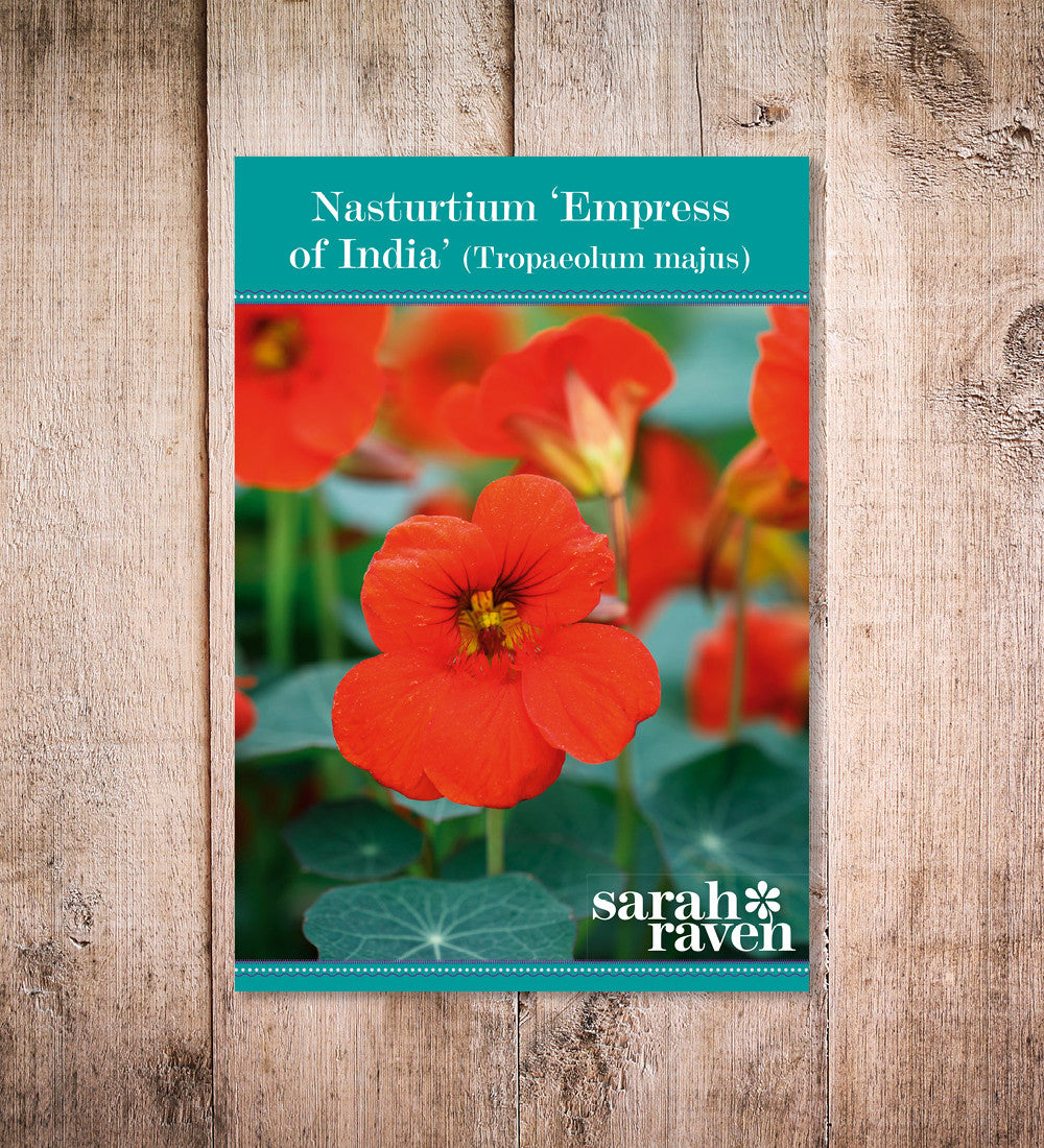 Nasturtium 'Empress of India' (Tropaeolum majus)
