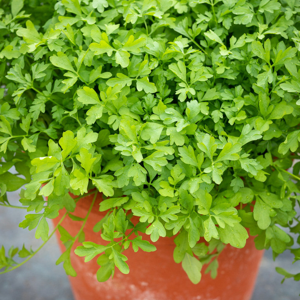 Greek Cress