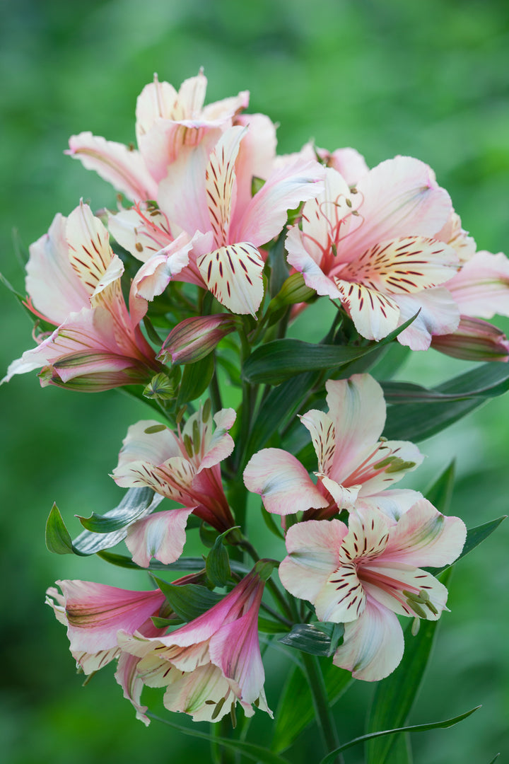 How to plant, grow & care for alstroemerias | Sarah Raven