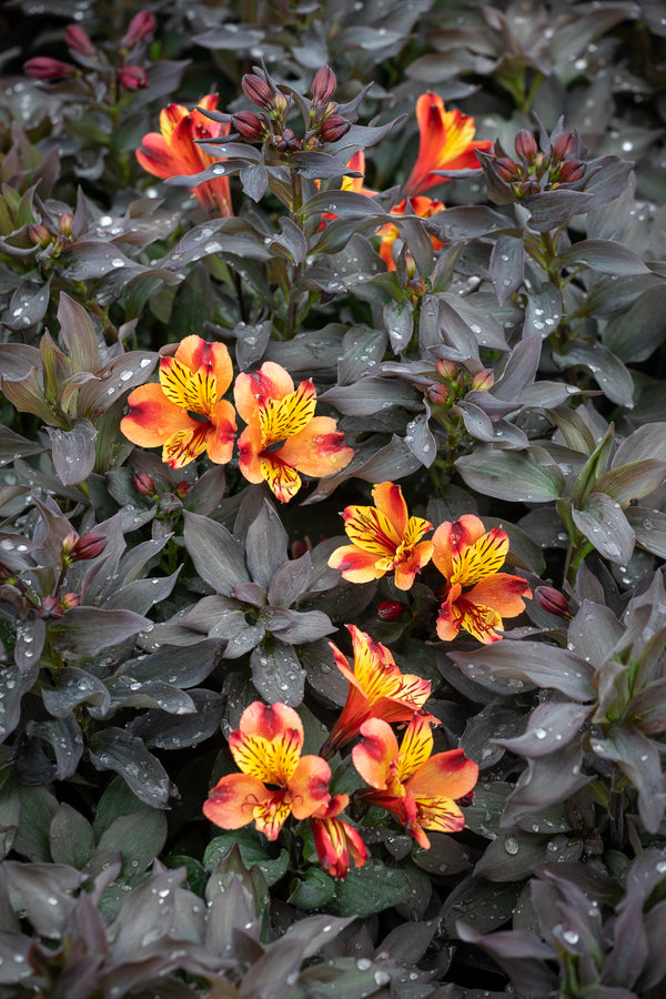How to plant, grow & care for alstroemerias | Sarah Raven