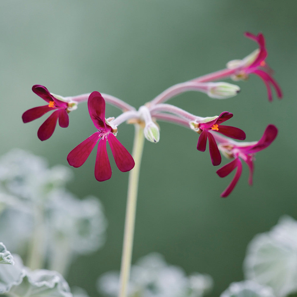 Venetian Pelargonium Collection