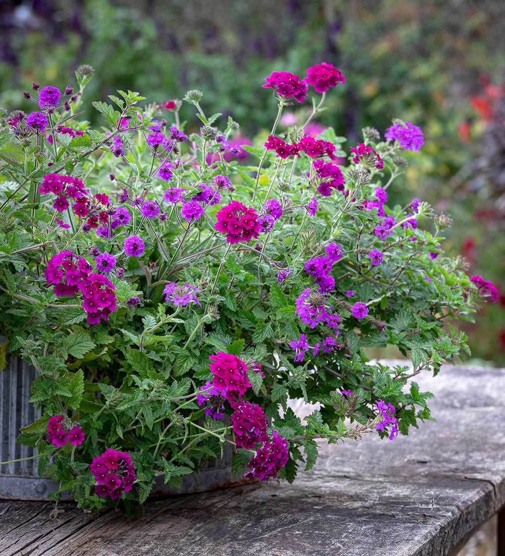 Verbena canadensis 'Homestead Purple'