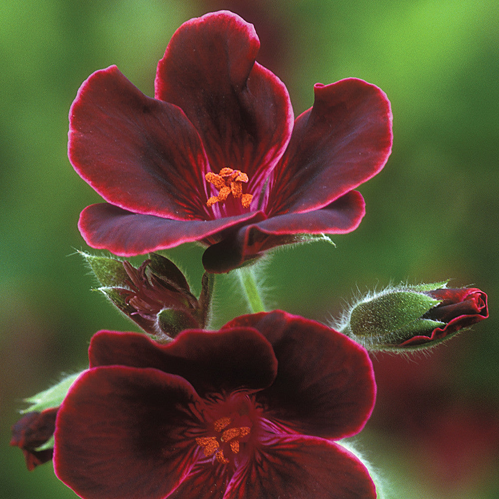 Pelargonium 'Lord Bute' (Regal)