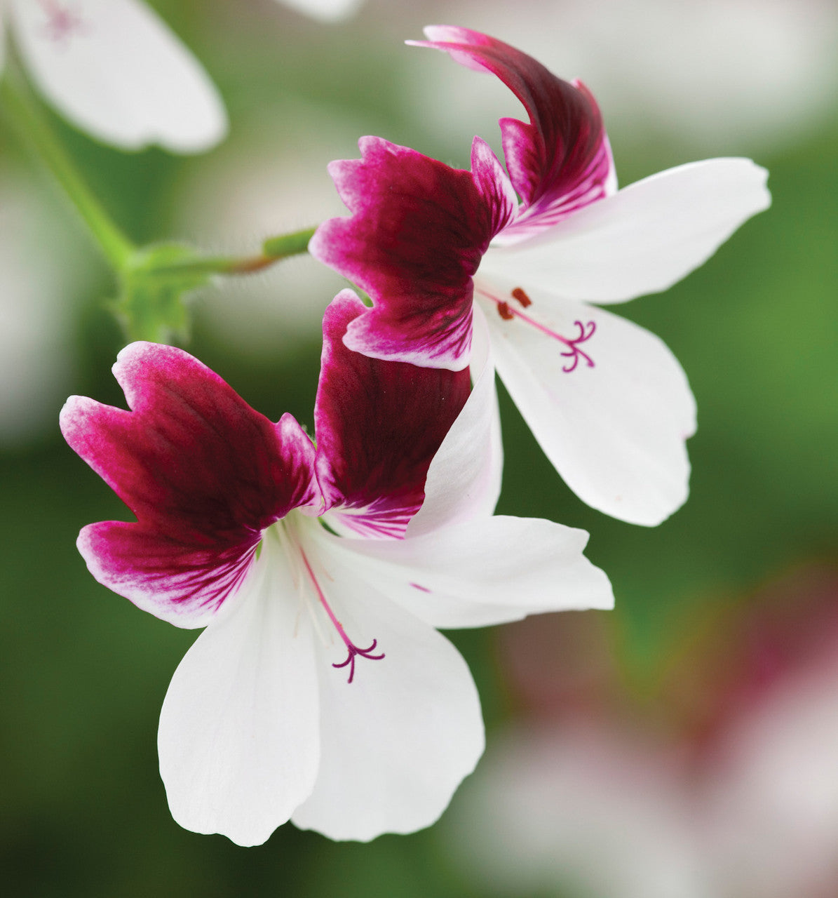 Pelargonium 'Australian Mystery' (Regal)