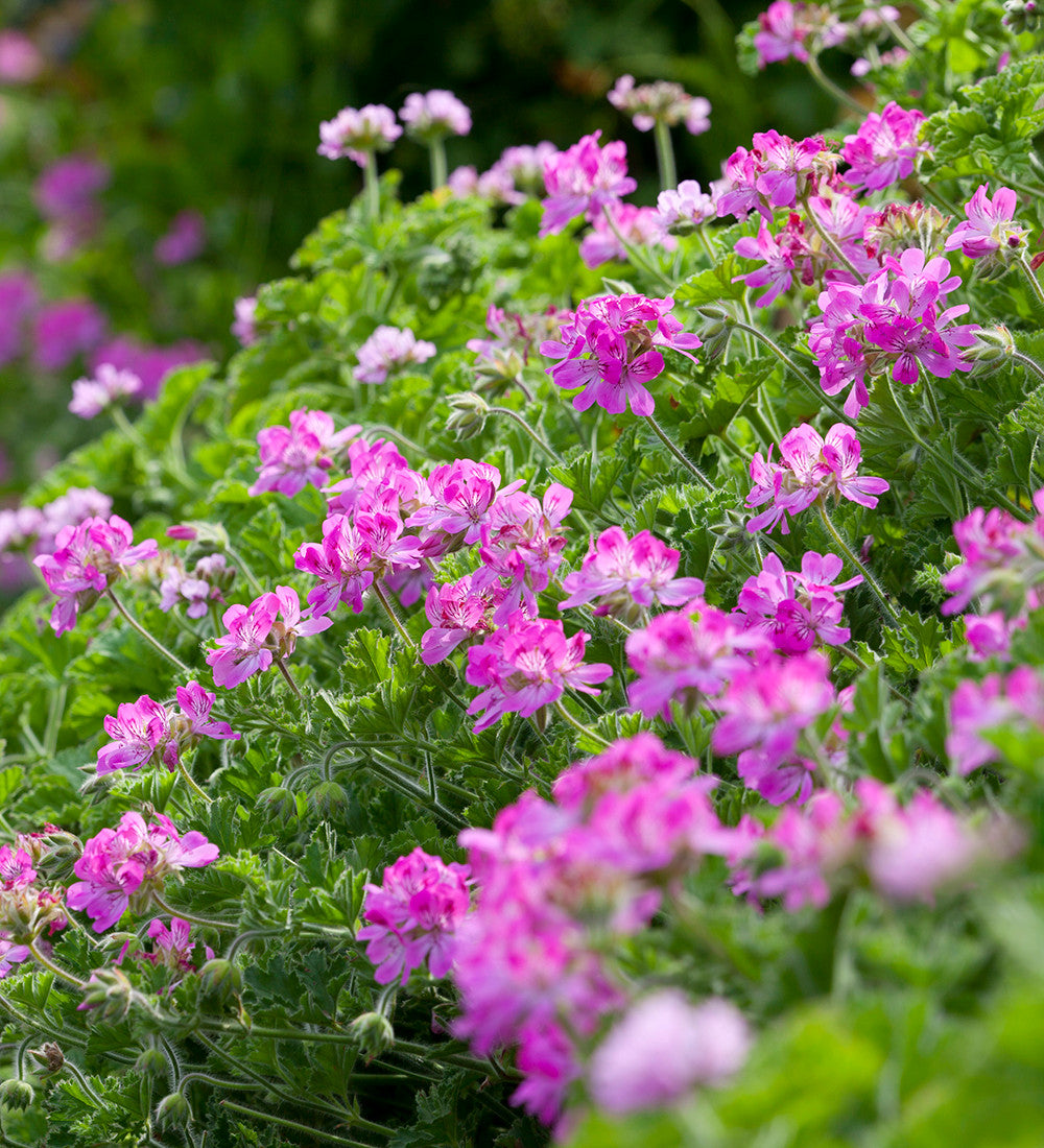 Pelargonium 'Attar of Roses' (Scented)