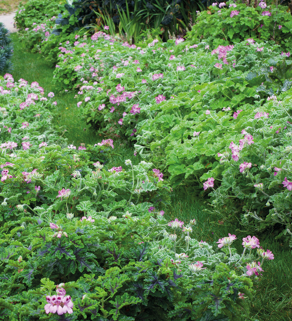 Pelargonium 'Attar of Roses' (Scented)