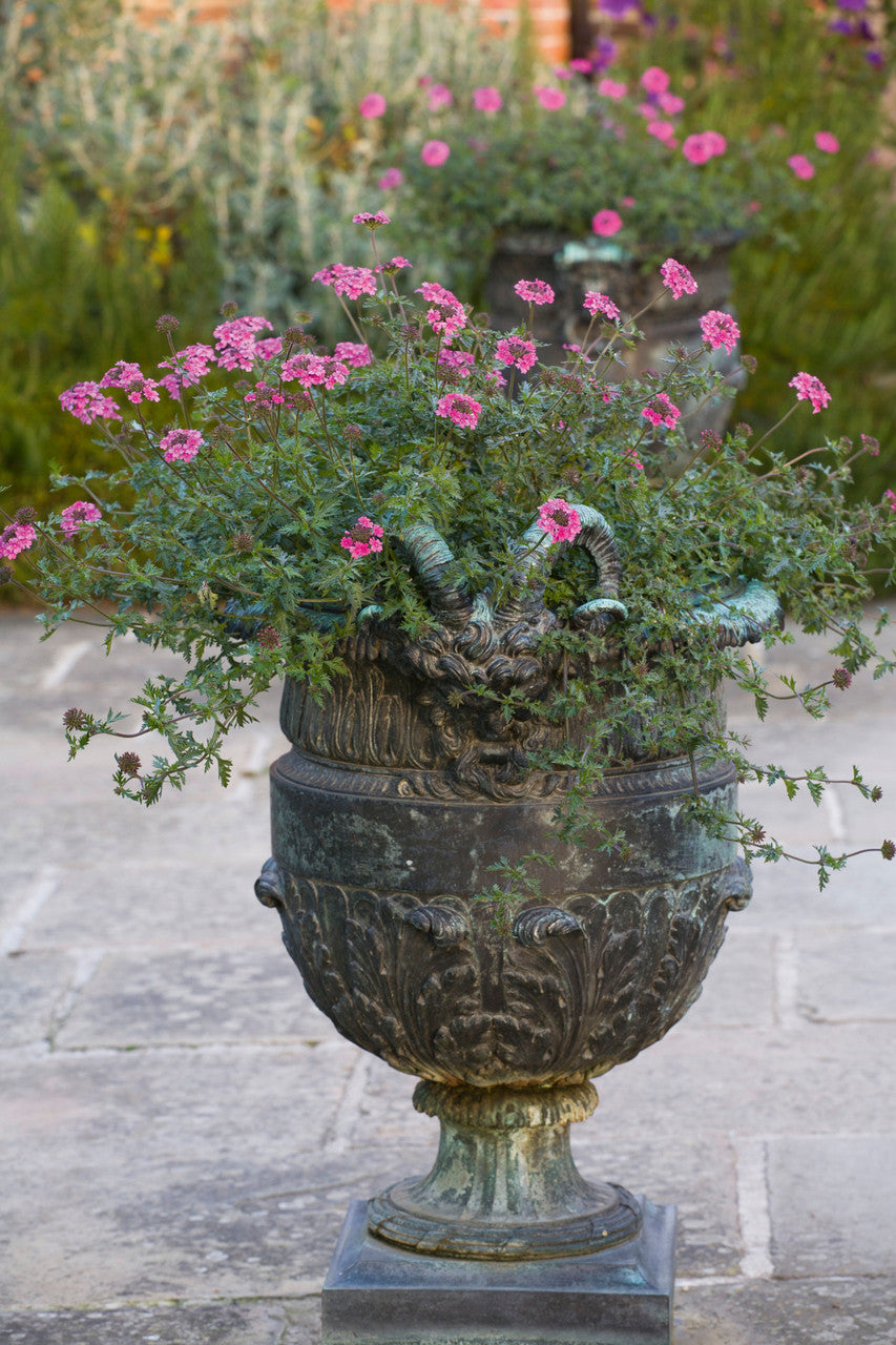 Verbena tenera 'Sissinghurst'