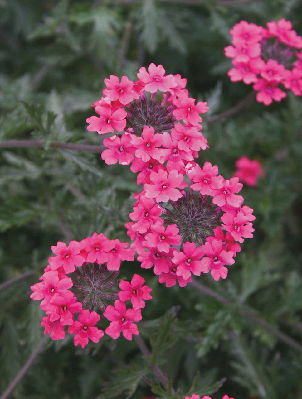 Verbena tenera 'Sissinghurst'