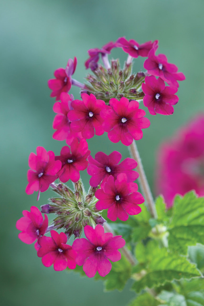 Verbena Collection
