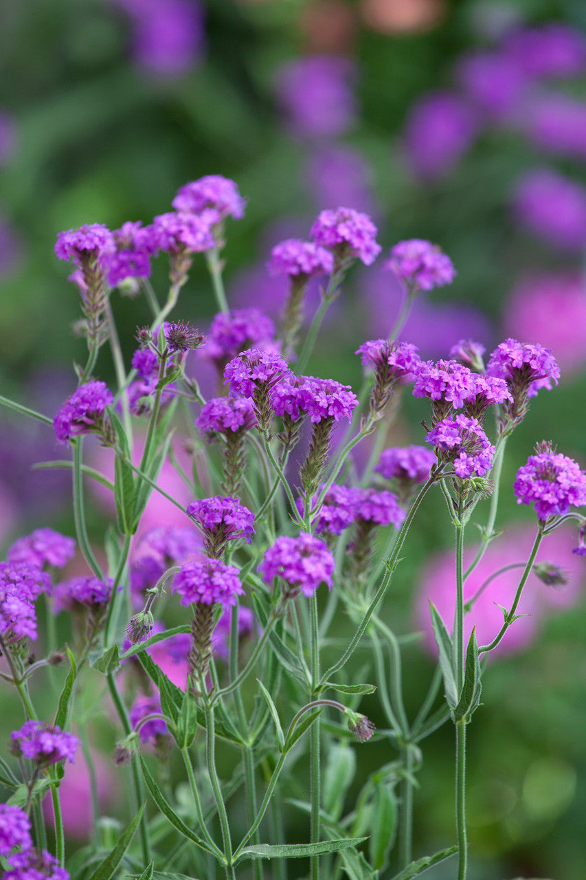 Verbena Collection