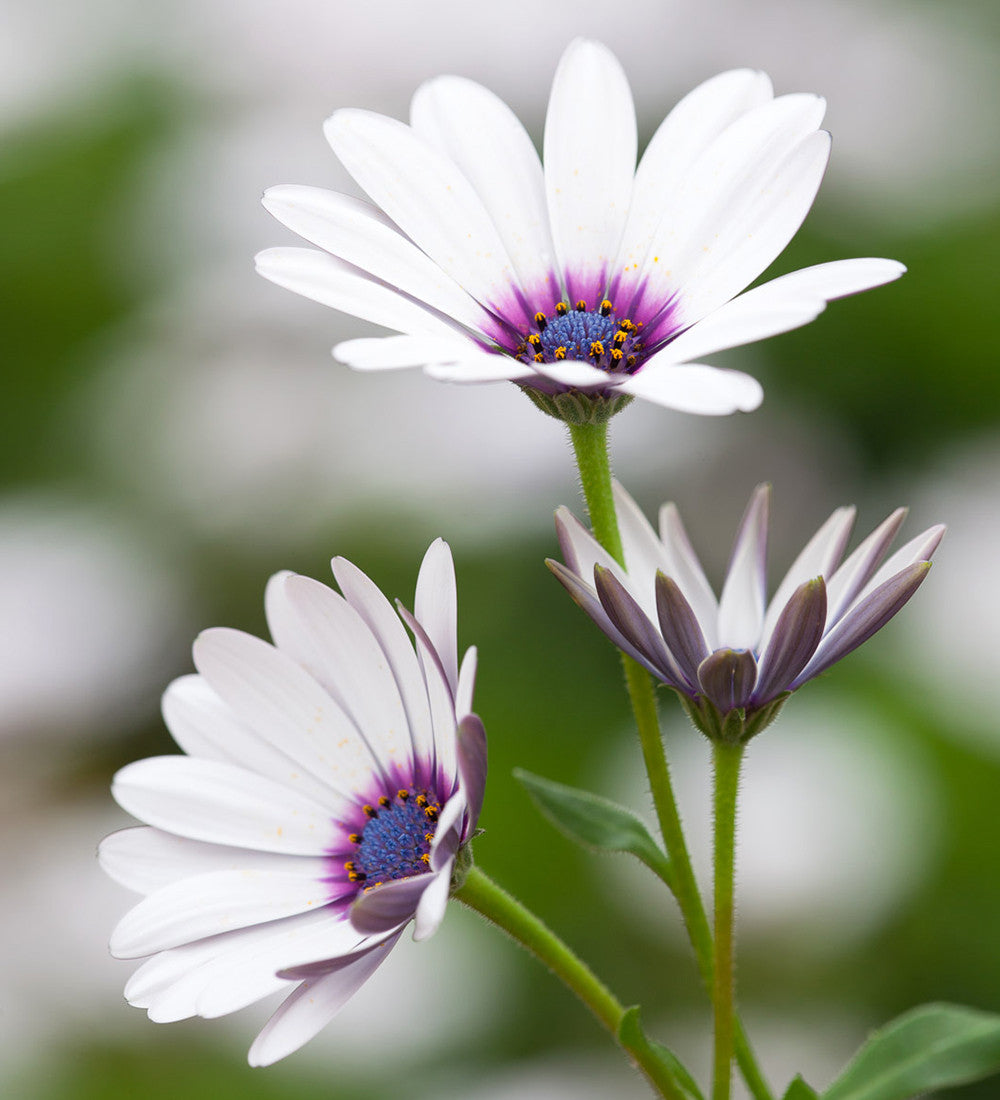 Osteospermum 'Akila White Purple Eye' F1