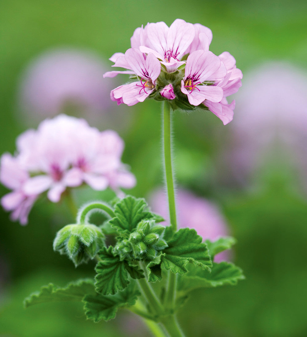 Scented Pelargonium Collection