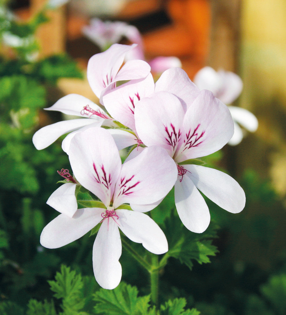 Scented Pelargonium Collection