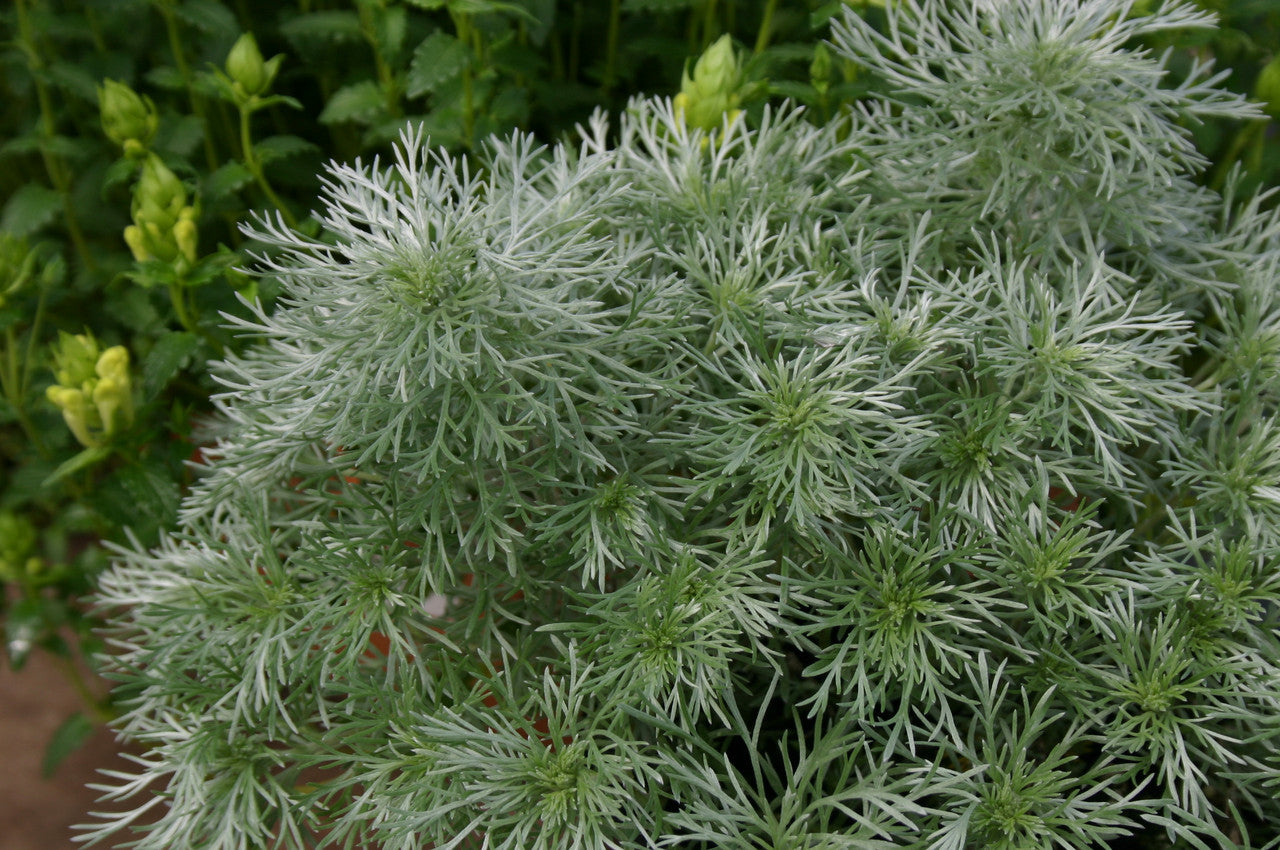 Forever Flowering Pot Collection