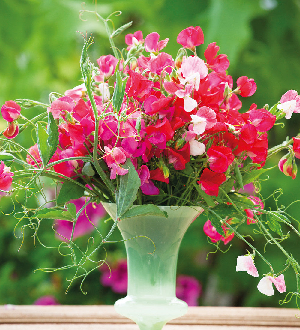 Full on Fragrance Sweet Pea Collection