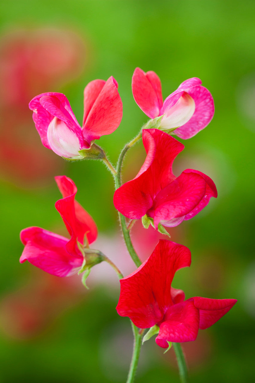 Full on Fragrance Sweet Pea Collection