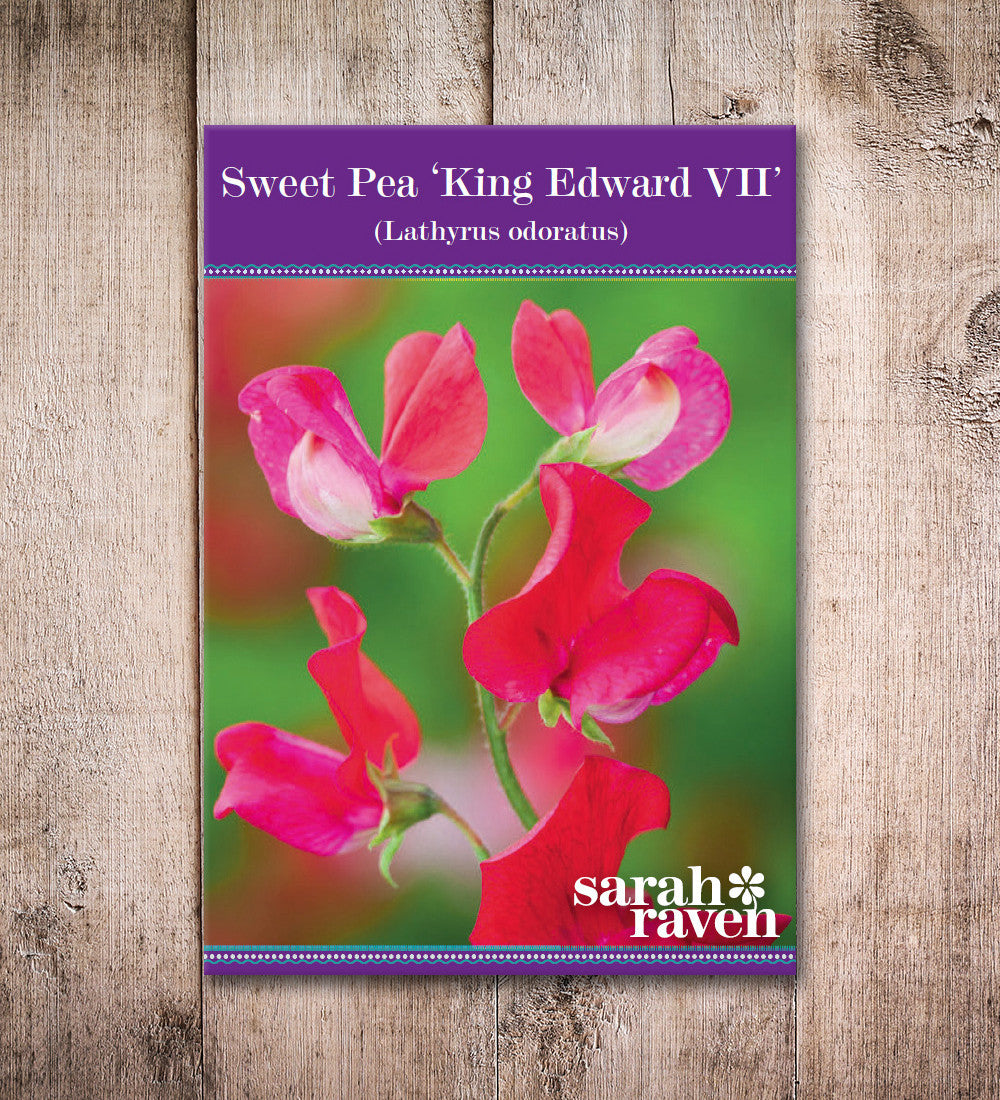 Sweet Pea 'King Edward VII'