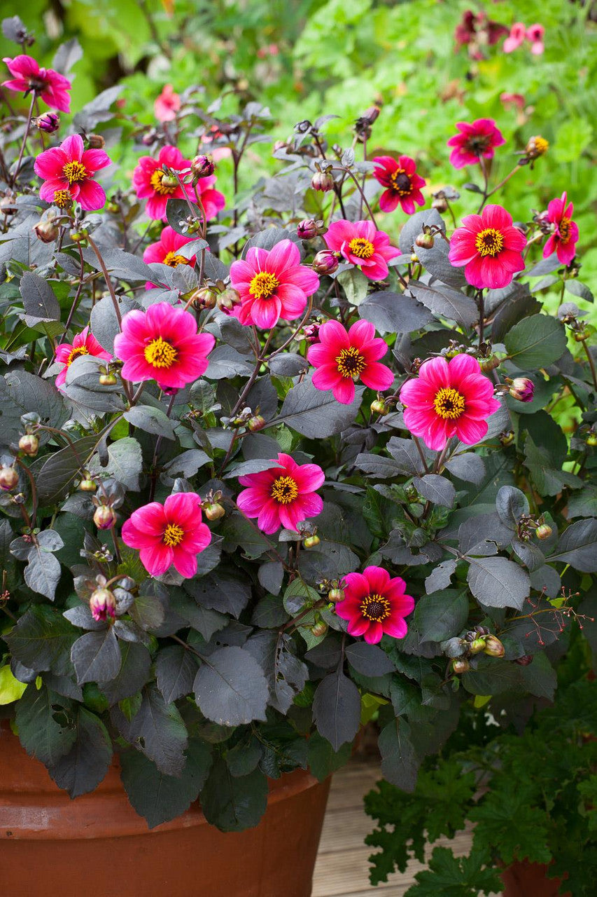 Dahlia 'Roxy'