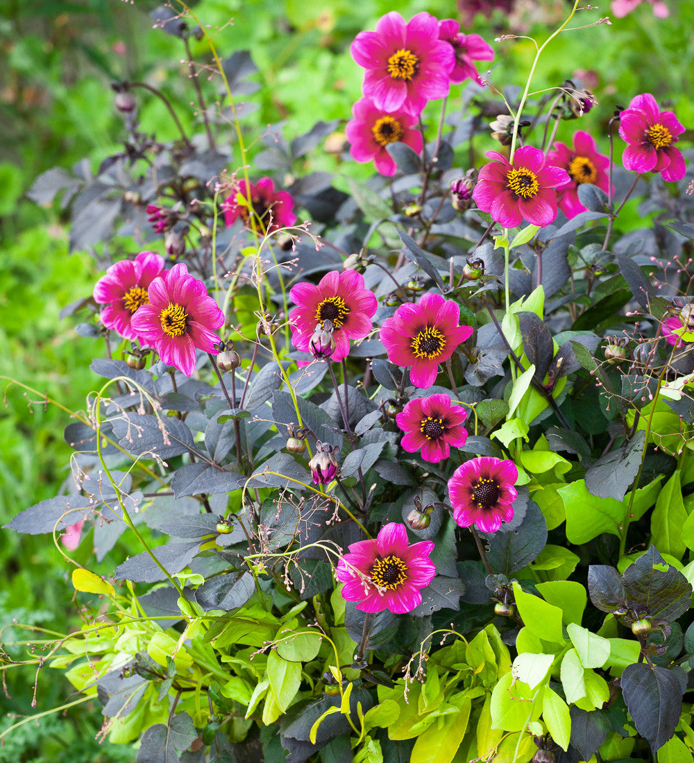 Dahlia 'Roxy'