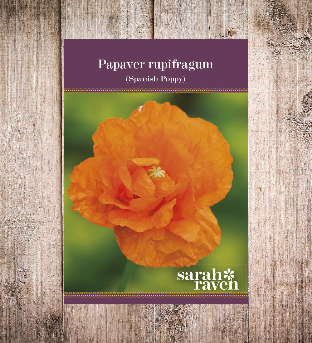 Papaver rupifragum 'Orange Feathers'