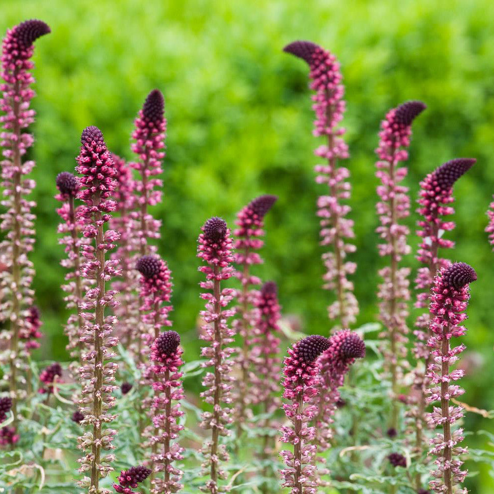 Lysimachia atropurpurea 'Beaujolais'