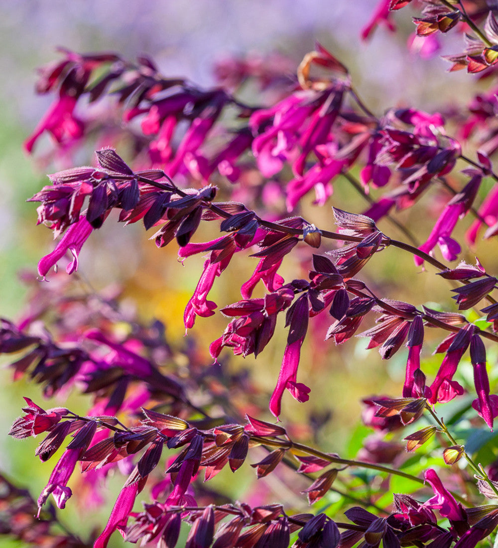 Salvia 'Love and Wishes'