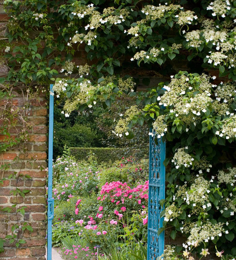 Hydrangea anomala subsp. petiolaris