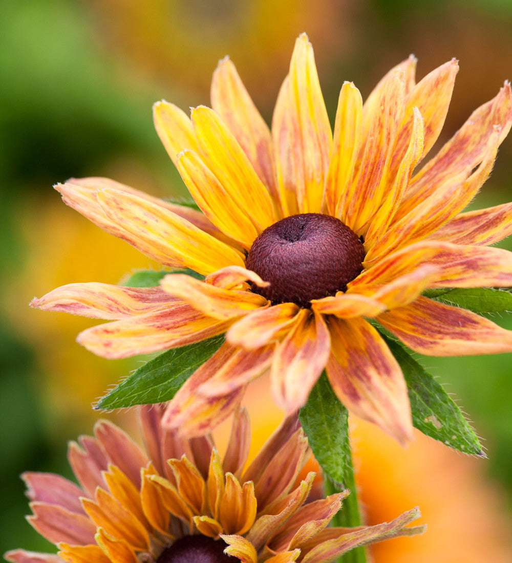 Rudbeckia hirta 'Sahara Mix'