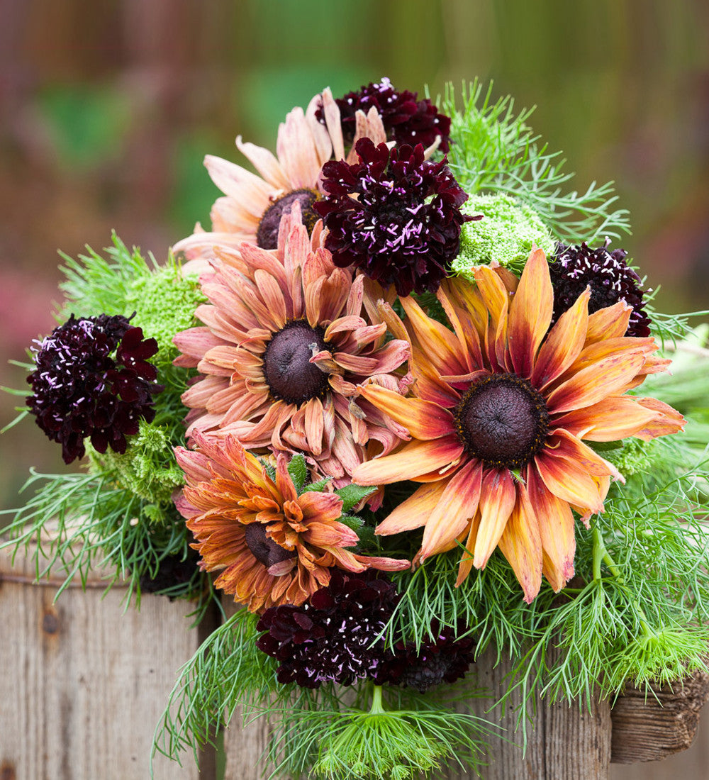 Rudbeckia hirta 'Sahara Mix'