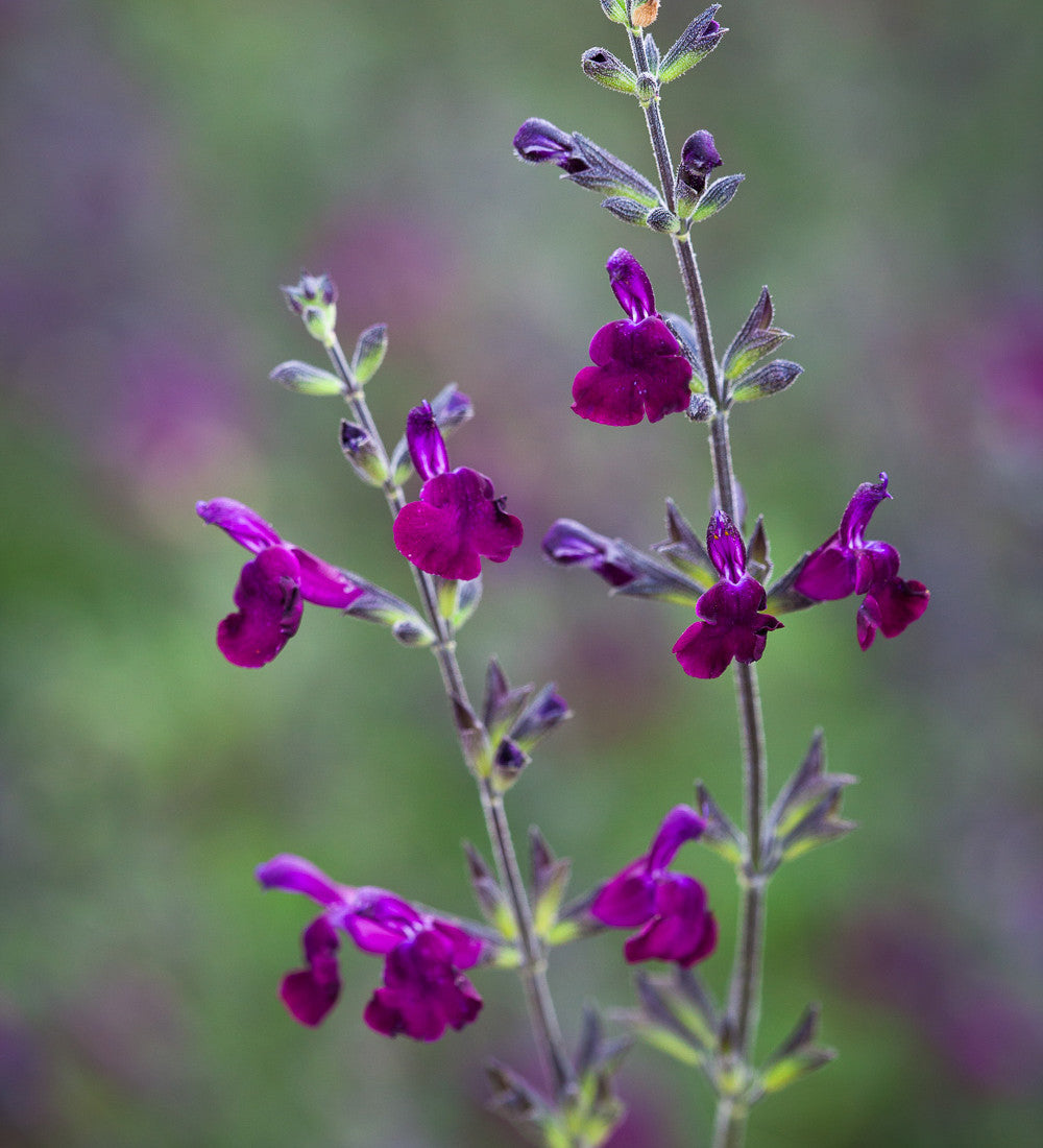 Salvia x jamensis 'Nachtvlinder'