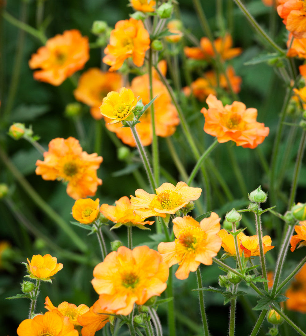 Geum 'Totally Tangerine'