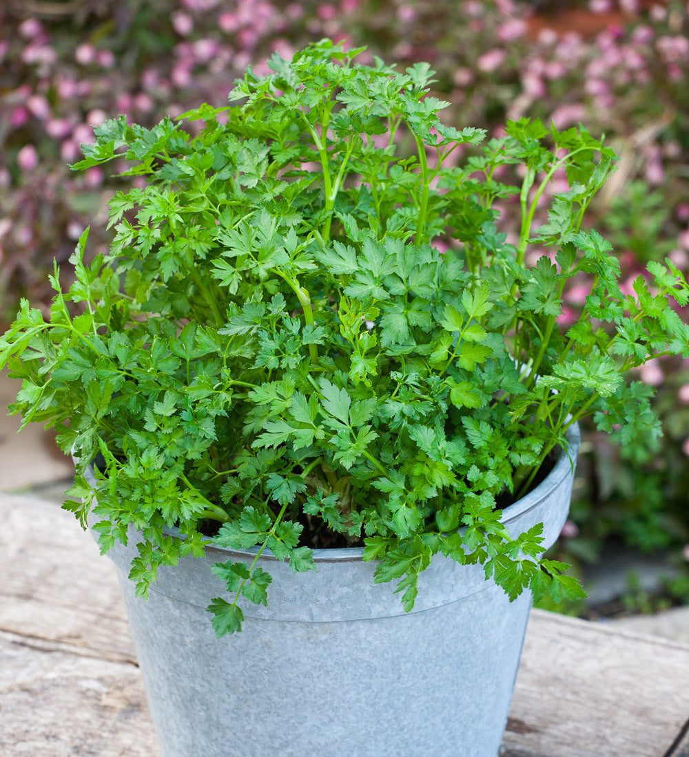 Parsley 'Moss Curled'