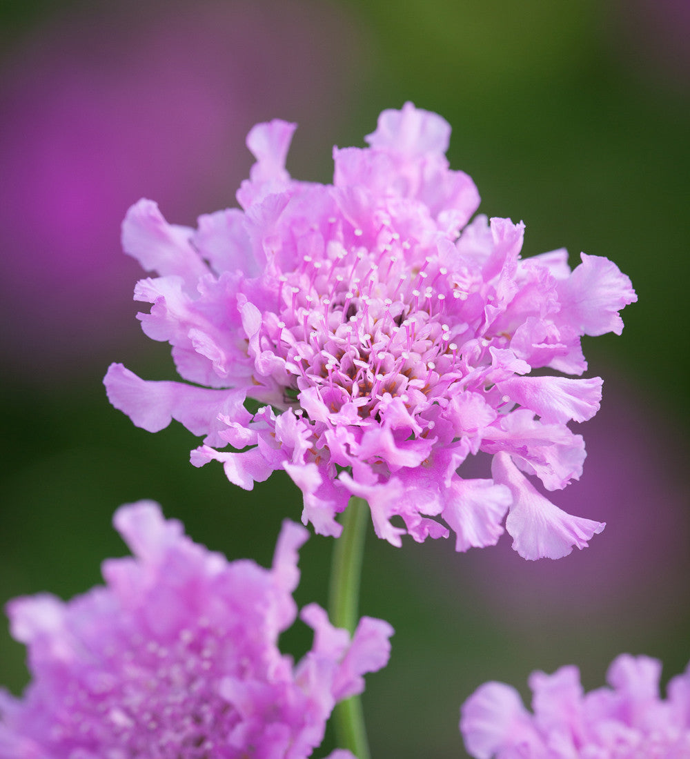 Butterfly Pink Pot Collection