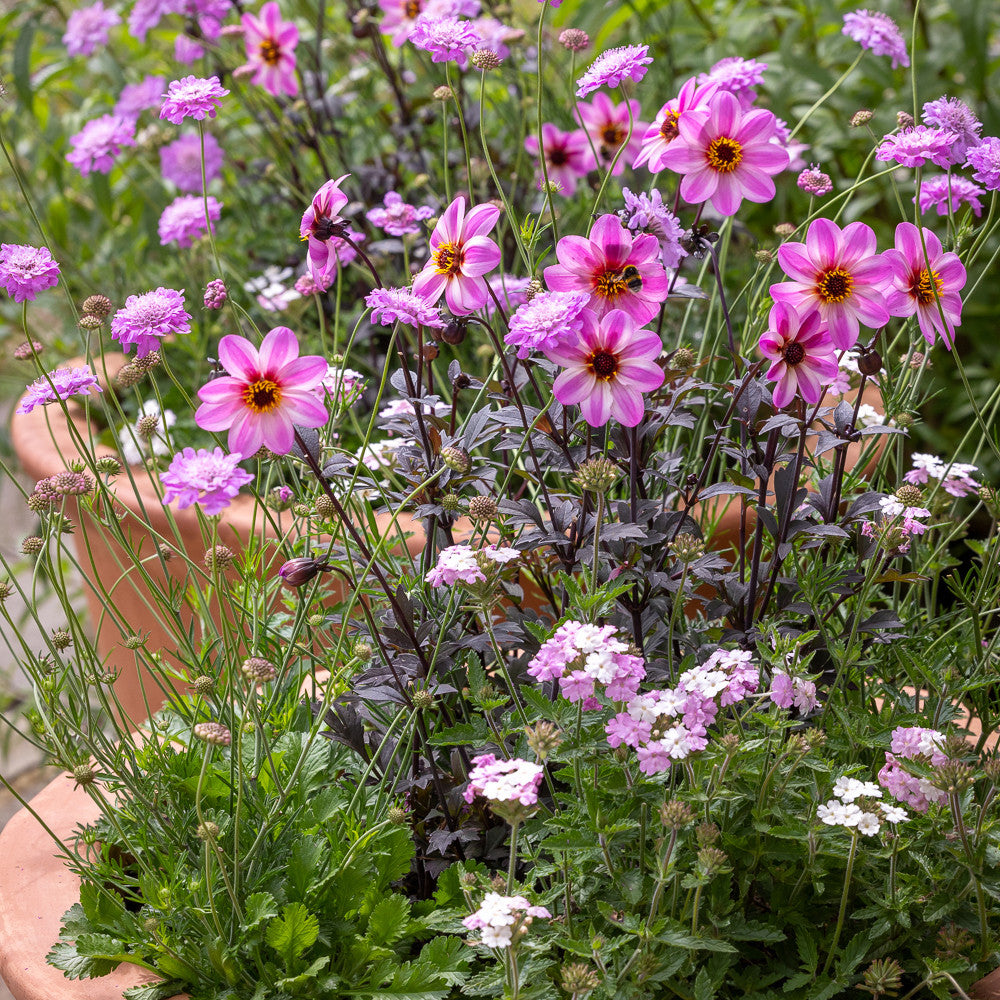 Butterfly Pink Pot Collection