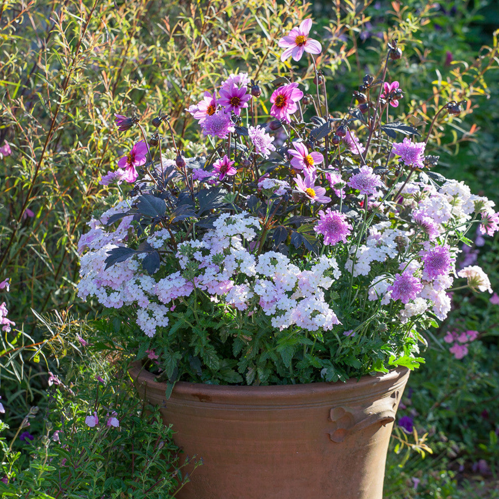 Butterfly Pink Pot Collection