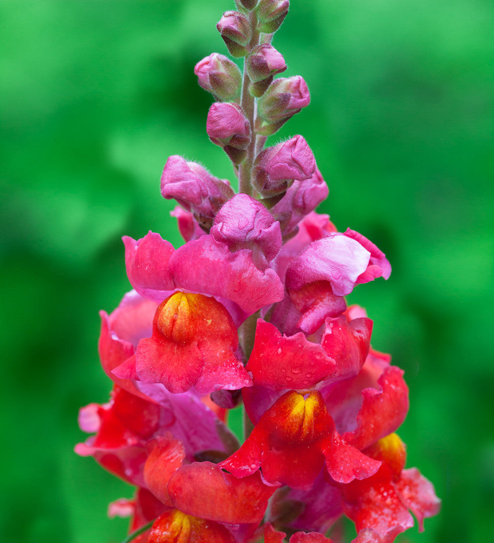 Sarah Raven Antirrhinum Collection