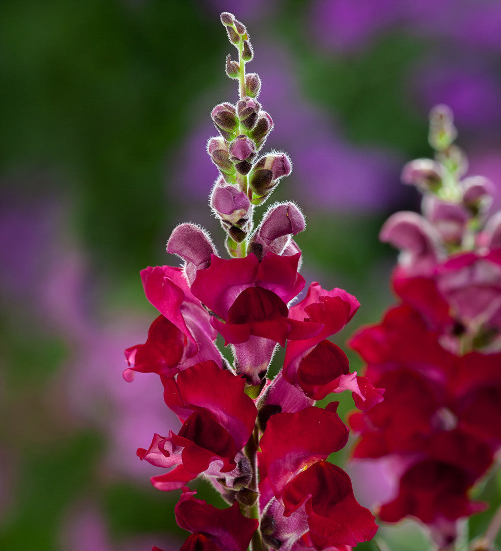 Antirrhinum majus 'Sonnet Crimson' F1