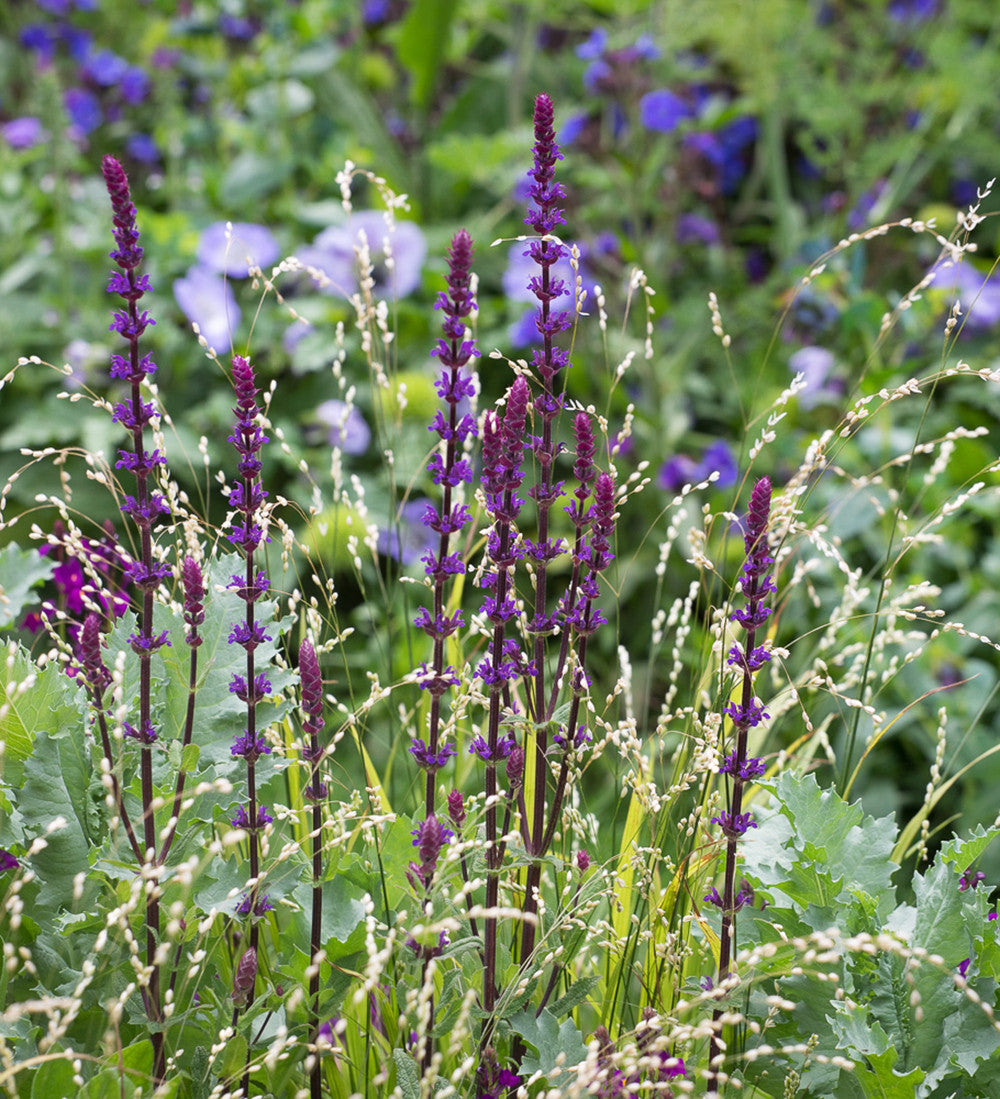 Salvia nemorosa 'Caradonna'