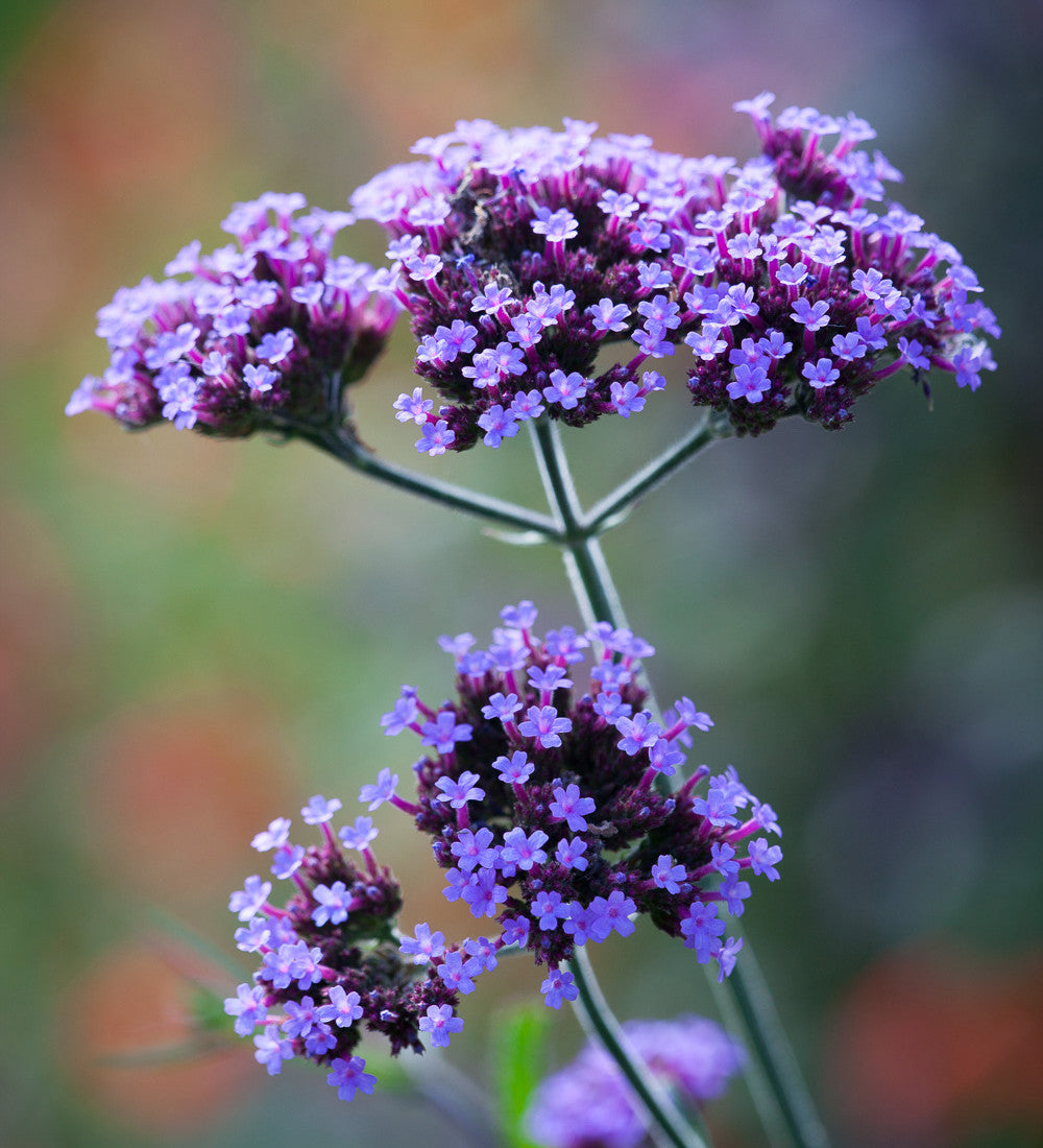 Verbena bonariensis 'Lollipop'