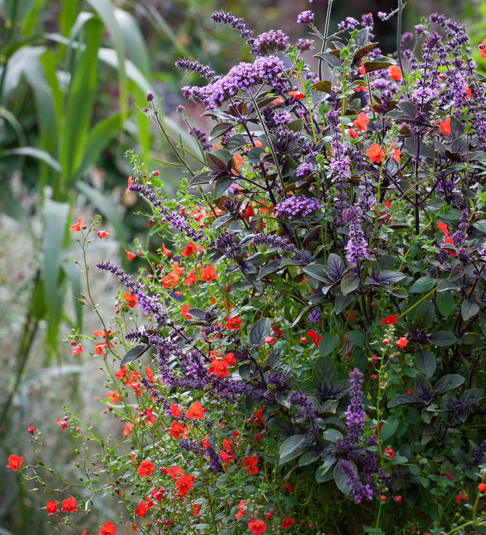 Verbena bonariensis 'Lollipop'