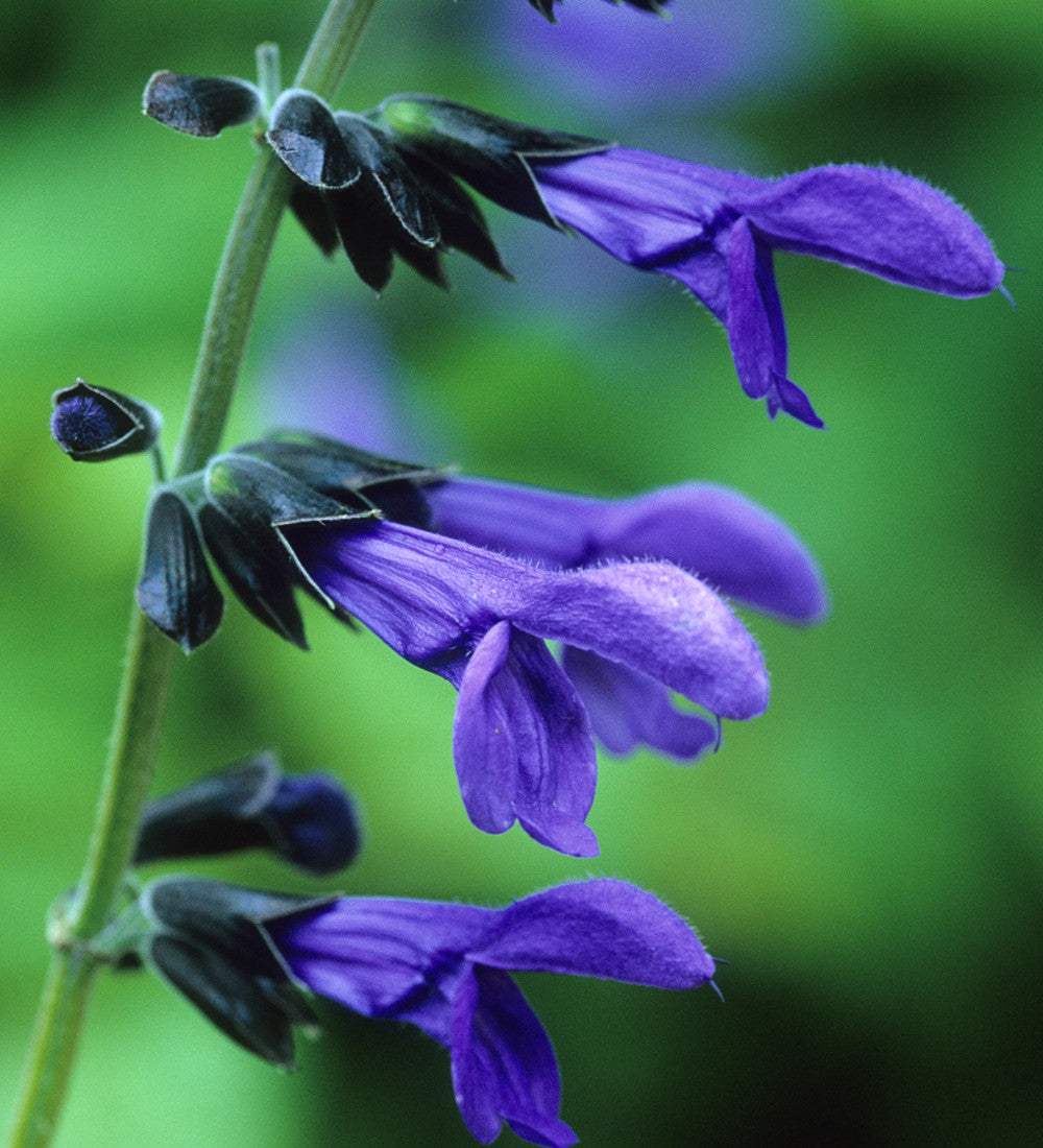 Salvia guaranitica 'Black and Blue'