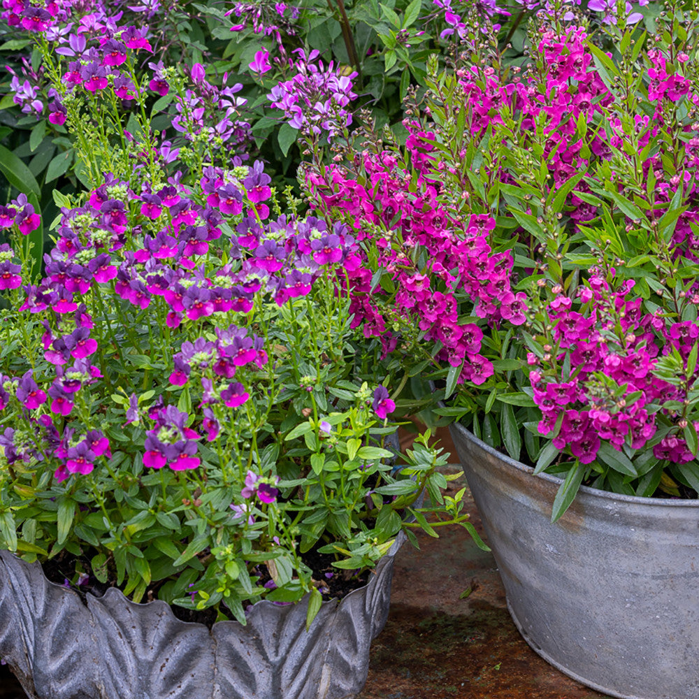 Nemesia 'Lady Lisa'