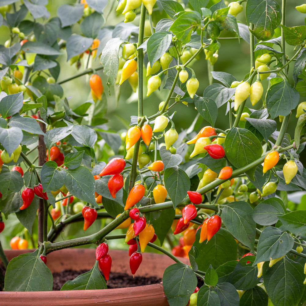 Chilli Pepper 'Pearls'