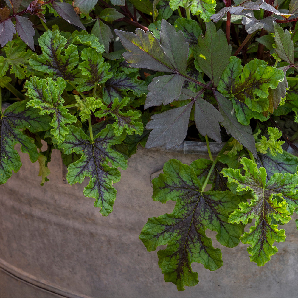 Pelargonium quercifolium