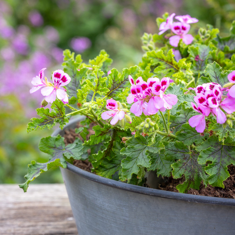 Pelargonium quercifolium