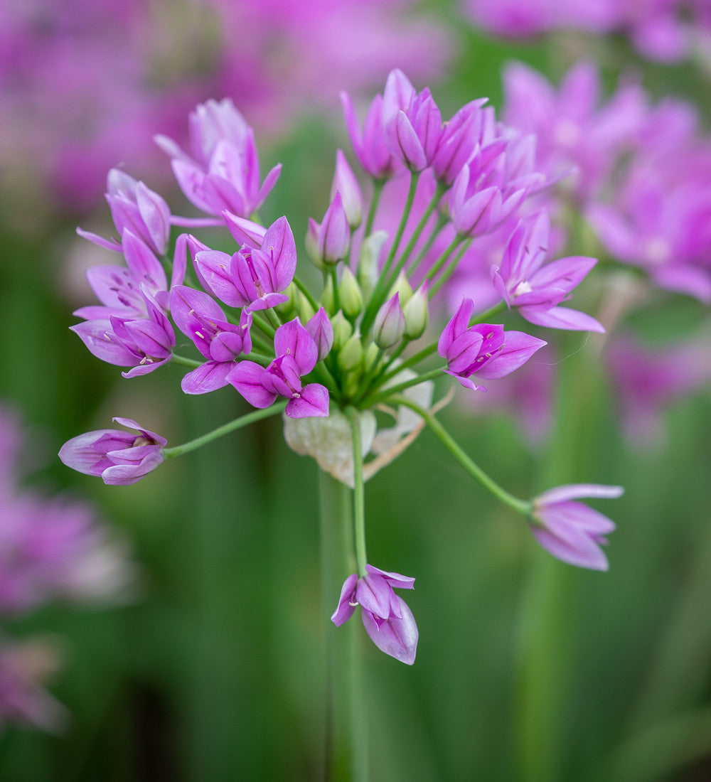 Allium unifolium 'Eros'